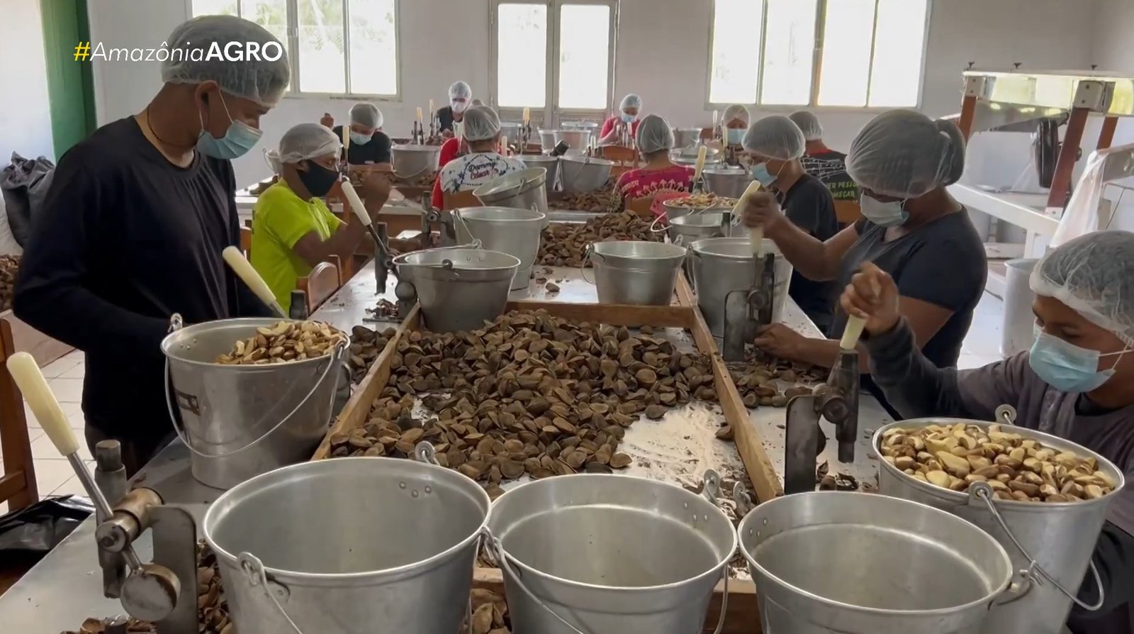 Castanha-da-Amazônia: Sustento e Desenvolvimento Sustentável em Amaturá