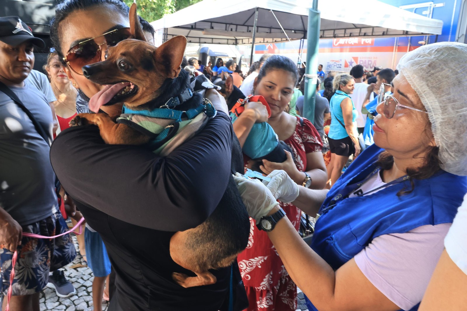 Serviço de Saúde Animal Itinerante em Mosqueiro: Atendimentos Gratuitos até 30 de Julho