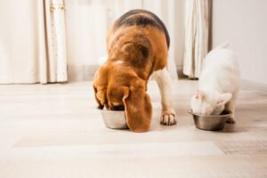 A Relação Entre a Microbiota Intestinal e Doenças Sistêmicas: Novas Perspectivas