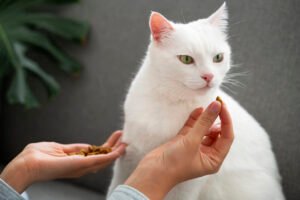 Dietas Terapêuticas para Cães e Gatos: Indicações e Benefícios no Tratamento