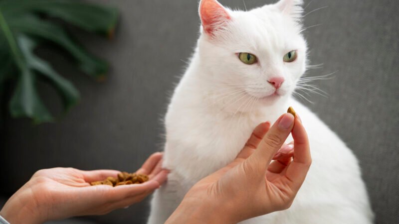 Dietas Terapêuticas para Cães e Gatos: Indicações e Benefícios no Tratamento