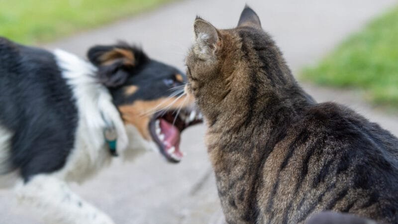 Mudanças Comportamentais em Animais de Estimação: Sinal de Problemas de Saúde Ocultos