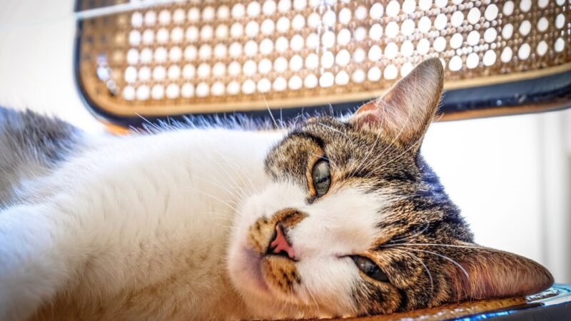 Como Reduzir o Estresse dos Gatos em Mudanças e Reformas