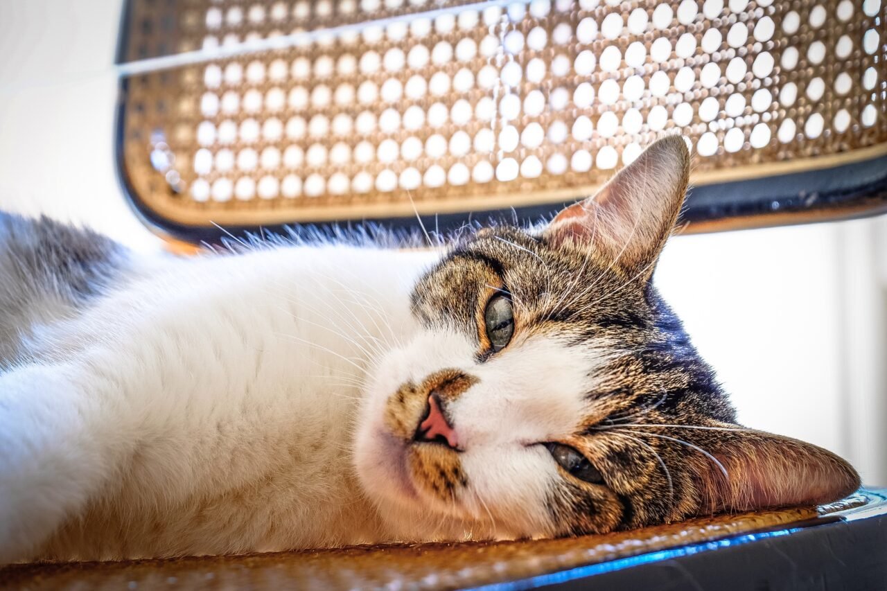 Como Reduzir o Estresse dos Gatos em Mudanças e Reformas