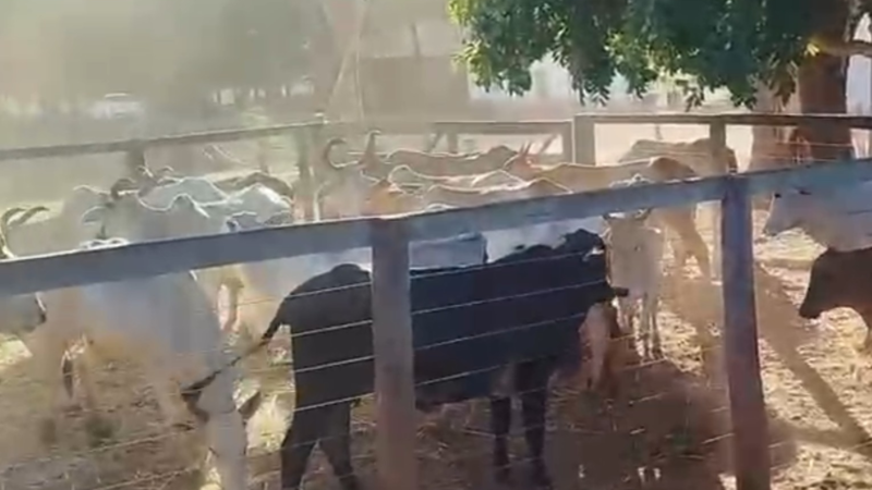 Polícia Recupera Gado Furtado em Pedro Afonso, Tocantins