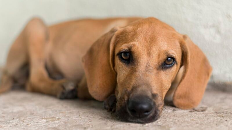 Câmara Analisa Projeto de Lei para Proibir Uso de Animais no Tráfico de Drogas