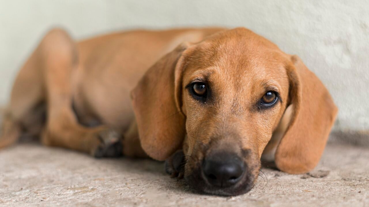 Câmara Analisa Projeto de Lei para Proibir Uso de Animais no Tráfico de Drogas