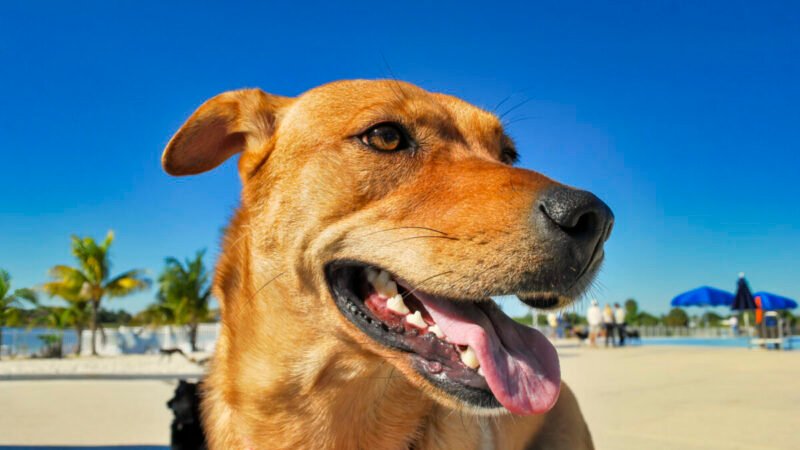 DNA do vira-lata caramelo: estudo da USP desvenda a origem do cão brasileiro