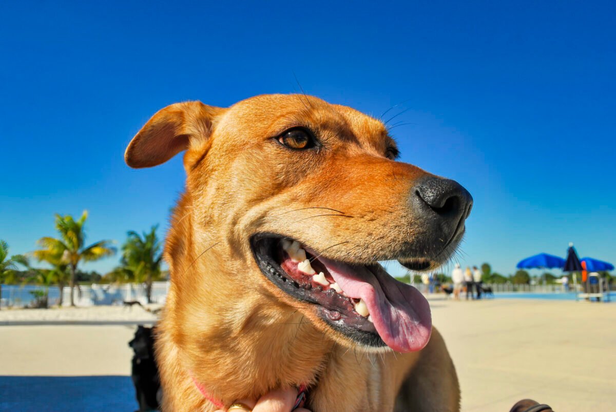 DNA do vira-lata caramelo: estudo da USP desvenda a origem do cão brasileiro
