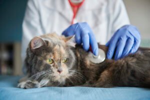 Novas Diretrizes da IRIS para Tratamento da Doença Renal Crônica em Animais de Estimação