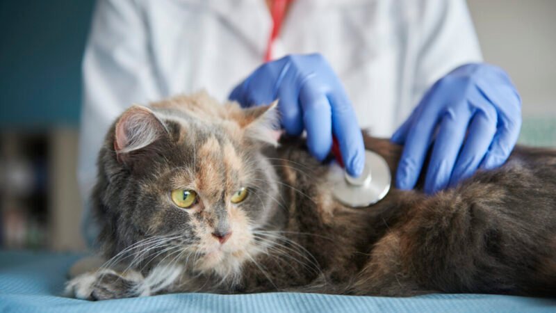 Novas Diretrizes da IRIS para Tratamento da Doença Renal Crônica em Animais de Estimação