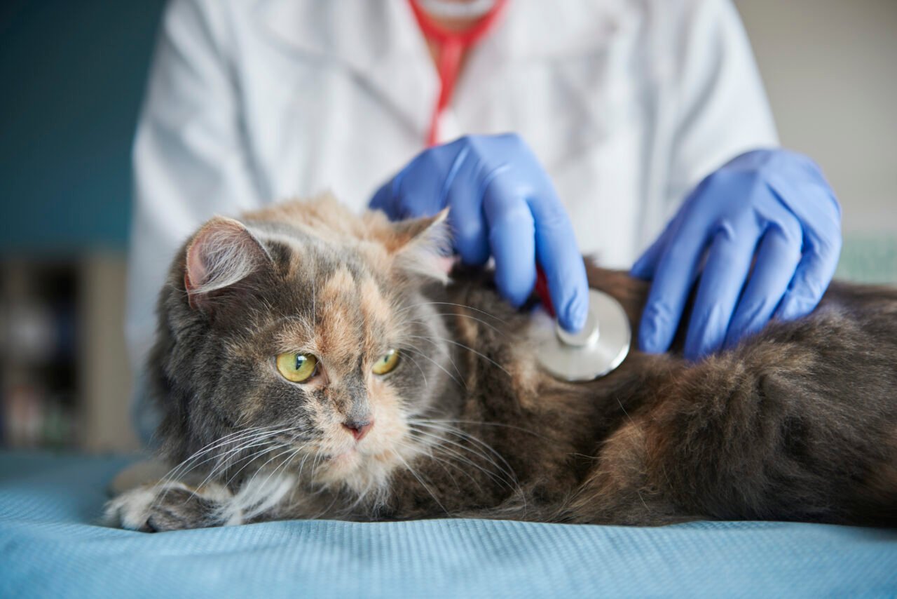 Novas Diretrizes da IRIS para Tratamento da Doença Renal Crônica em Animais de Estimação