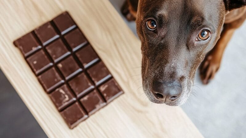 Dia Mundial do Chocolate: Os Riscos do Chocolate para Cães e Gatos