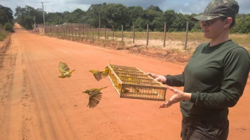Operação da PRF Libera 317 Aves e Revela Rota do Tráfico de Animais Silvestres no Pará