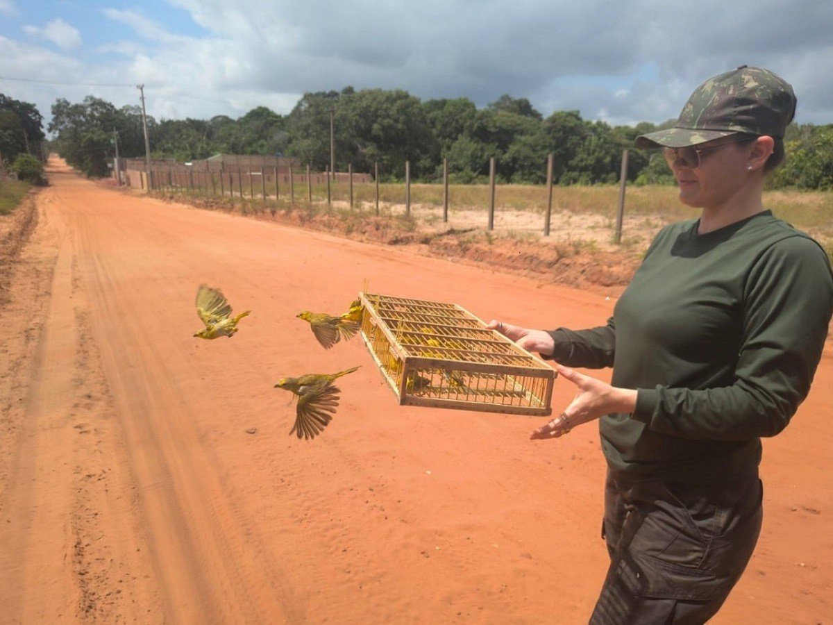 Operação da PRF Libera 317 Aves e Revela Rota do Tráfico de Animais Silvestres no Pará