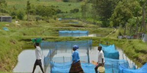 Ameaça de Bactérias em Criações de Peixes: Estudo Revela Riscos para a Aquicultura Brasileira