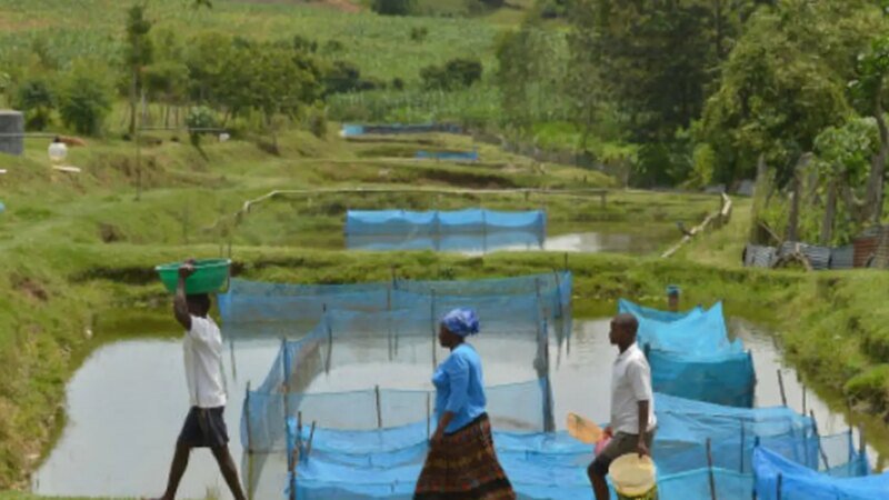 Ameaça de Bactérias em Criações de Peixes: Estudo Revela Riscos para a Aquicultura Brasileira