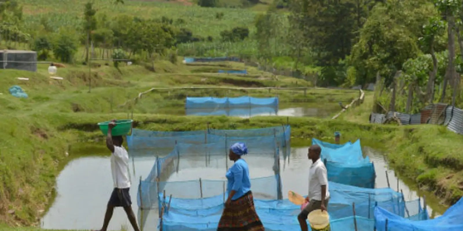 Ameaça de Bactérias em Criações de Peixes: Estudo Revela Riscos para a Aquicultura Brasileira