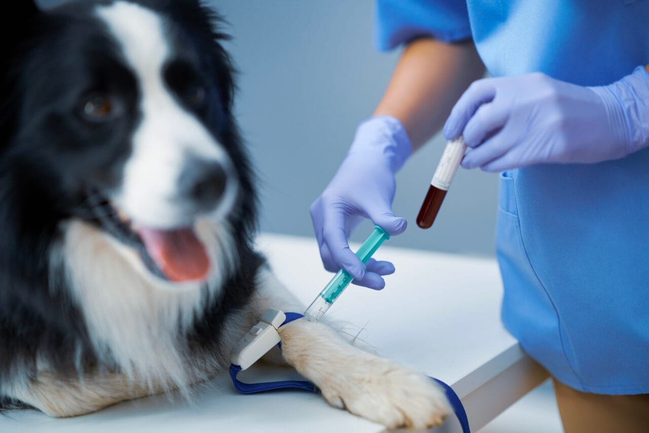 Alerta sobre a Escassez de Sangue em Bancos Veterinários do DF