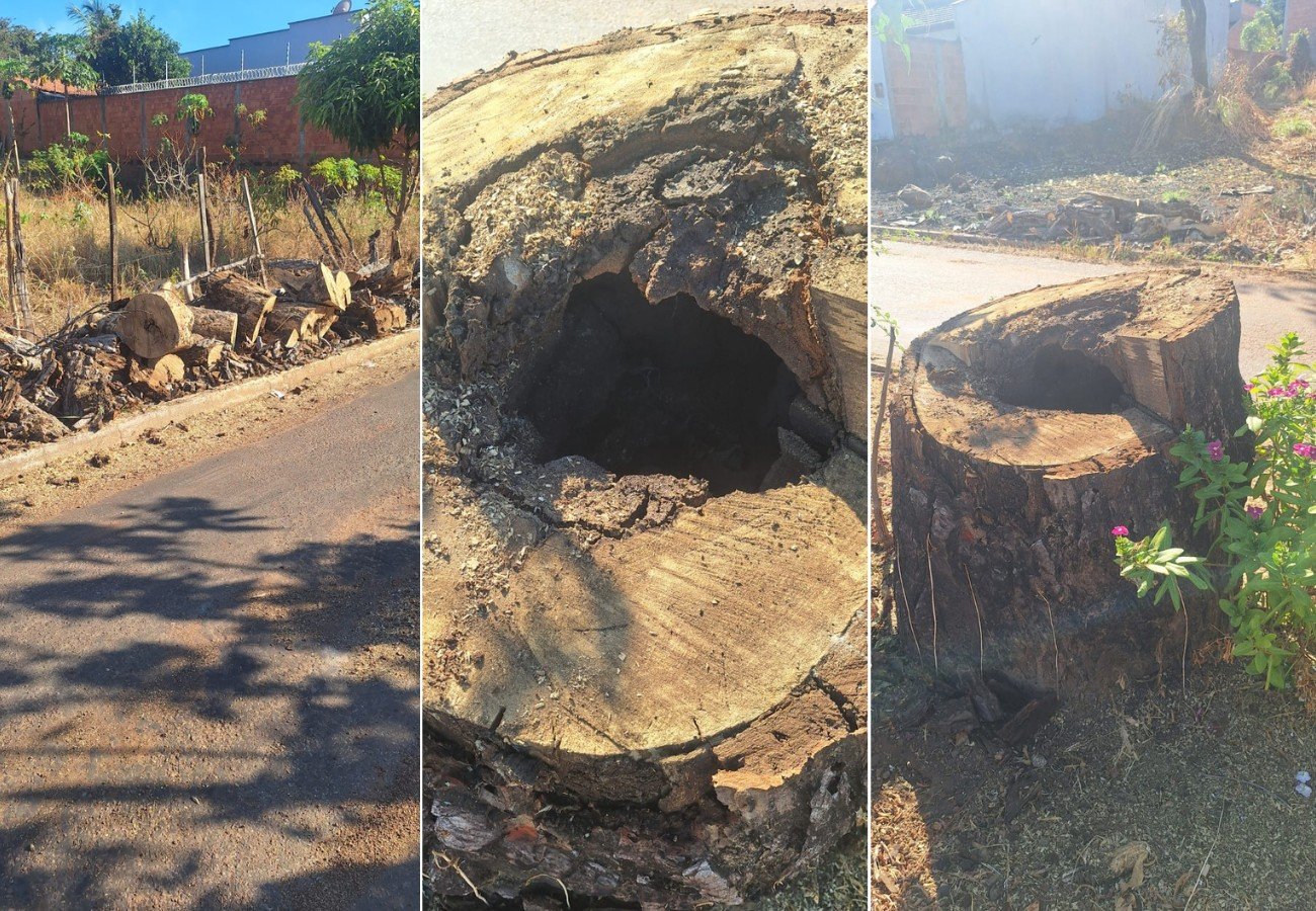 Cajazeira Histórica em Paraíso do Tocantins Morre Após Infestação de Cupins