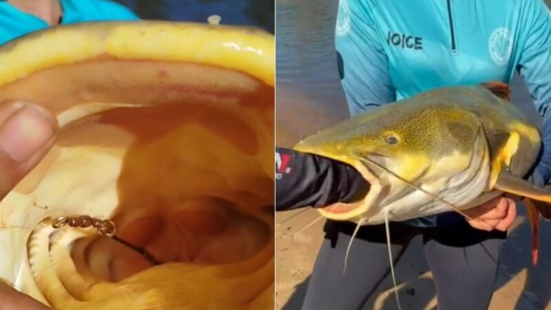 Guia resgata pirarara ao retirar anzol de seu estômago no Tocantins