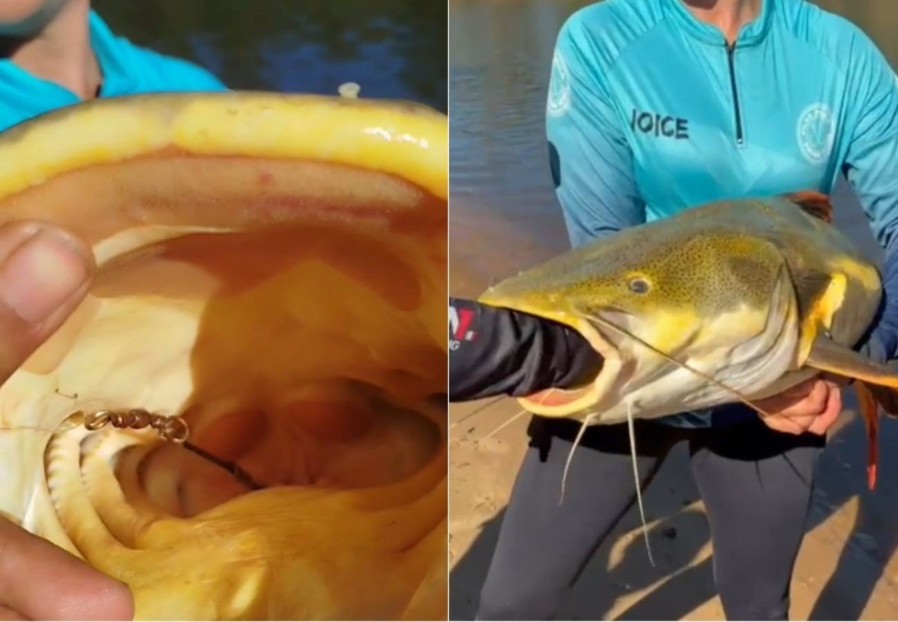 Guia resgata pirarara ao retirar anzol de seu estômago no Tocantins
