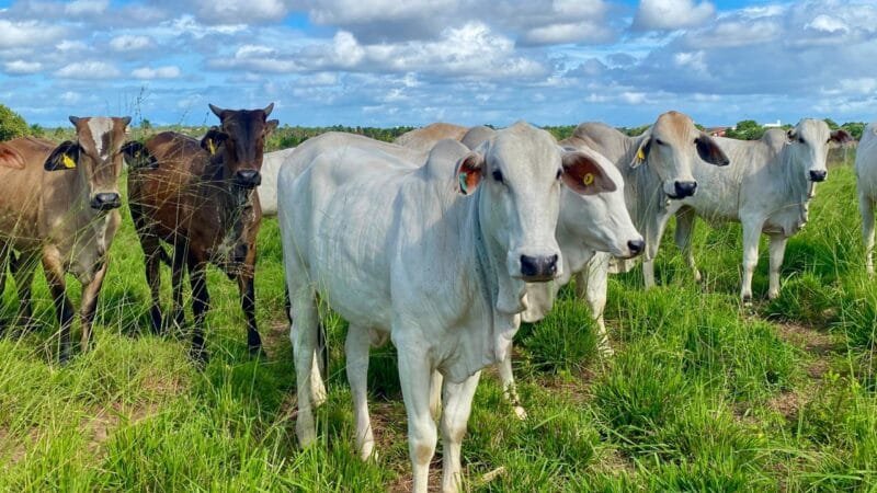 Alternativas Sustentáveis para Alimentação do Rebanho Durante a Estiagem em Roraima