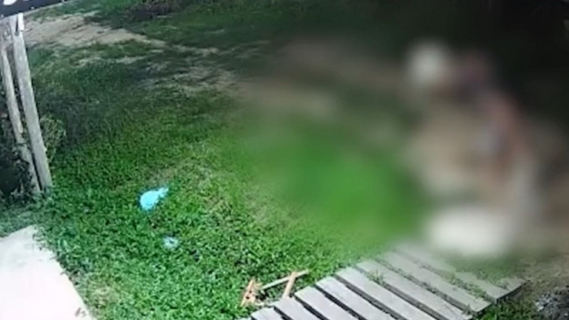 Homem Detido por Maus-Tratos a Gato em Muaná: Entenda o Caso