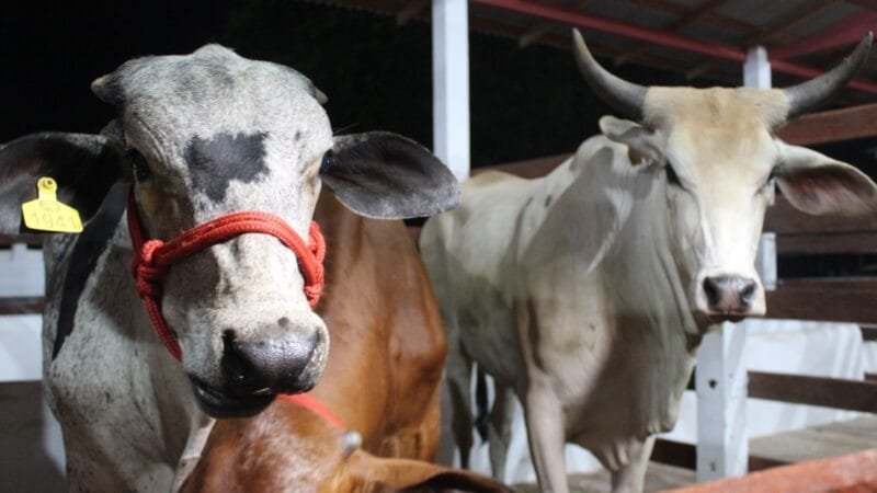 Expofeira 2026: Inscrições Abertas para Exposição de Animais com 600 Vagas Disponíveis