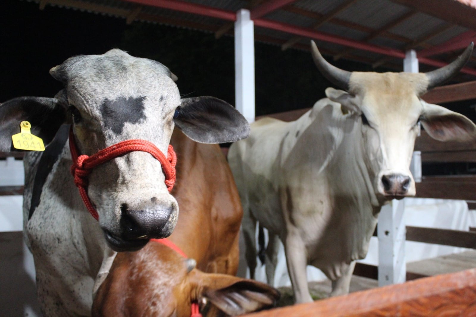 Expofeira 2026: Inscrições Abertas para Exposição de Animais com 600 Vagas Disponíveis