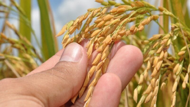Projeto Rio Formoso: Um Pilar da Produção de Arroz no Tocantins