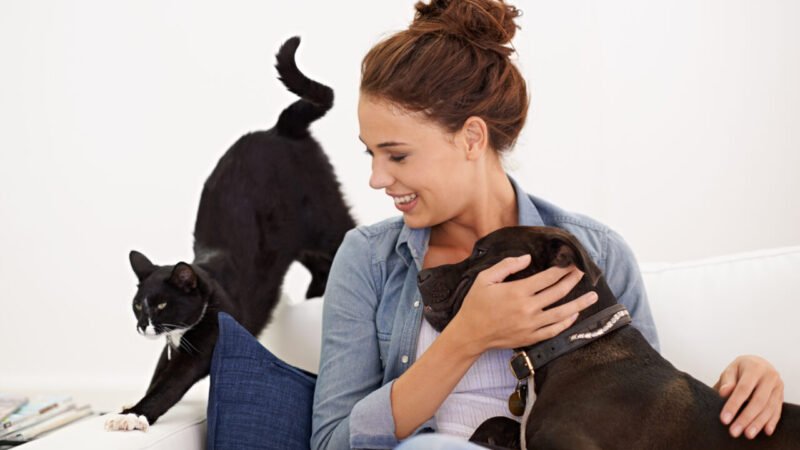 A Amizade Incondicional entre Humanos e seus Pets: Cães e Gatos como Companheiros Essenciais