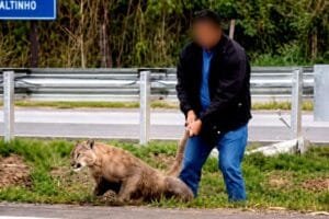 Onça-parda Ferida Interrompe Trânsito em Piracicaba (SP)
