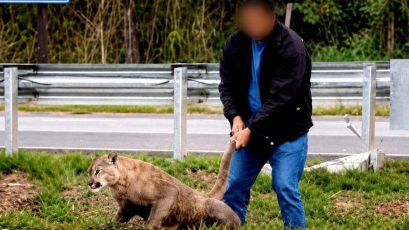 Onça-parda Ferida Interrompe Trânsito em Piracicaba (SP)