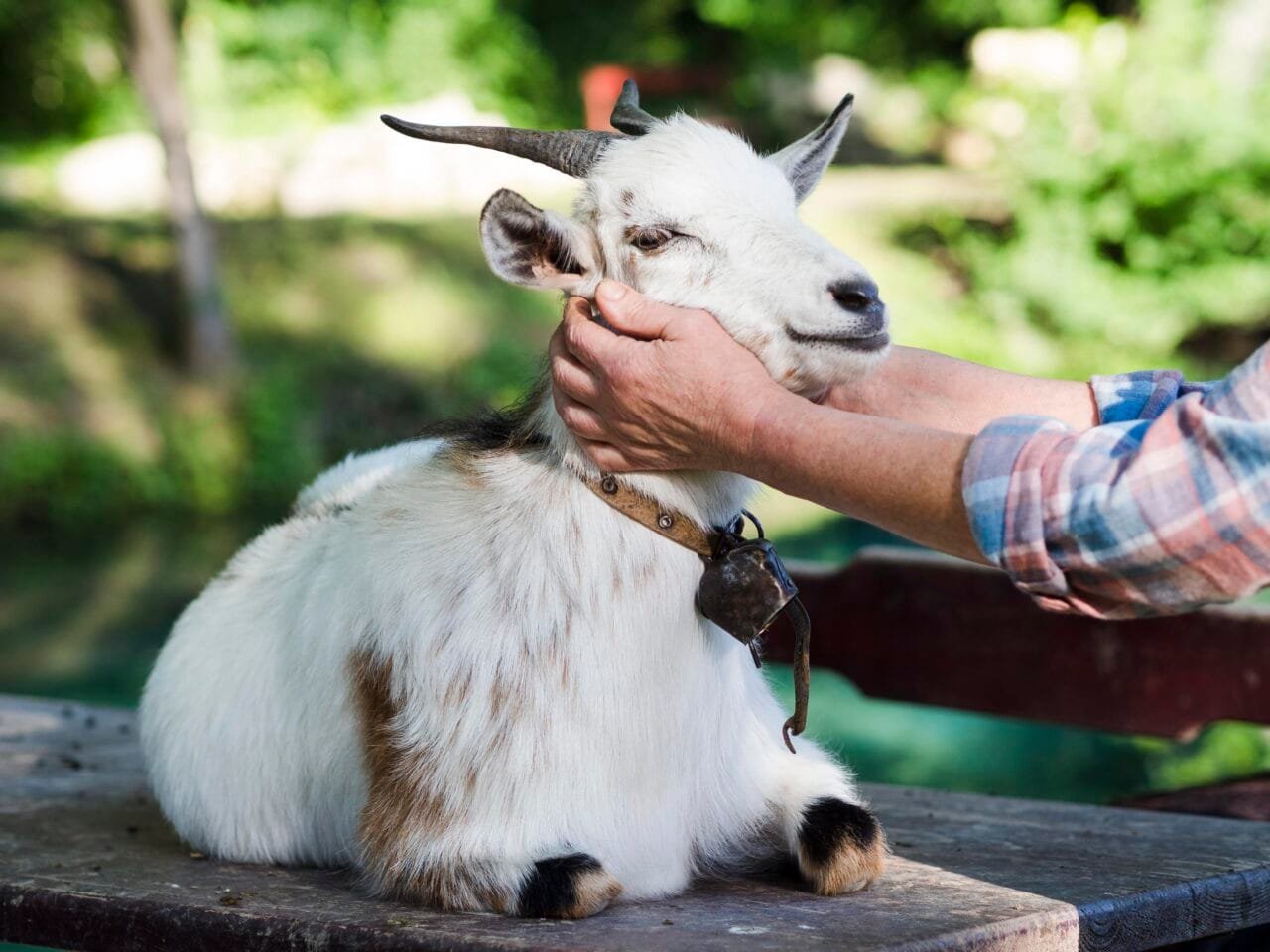 Mini Cabras: Os Novos Pets que Exigem Cuidados Especiais