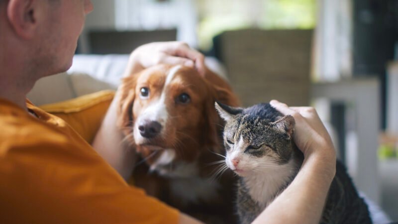 Pets como rede de apoio: o papel de cães e gatos na vida de quem vive sozinho
