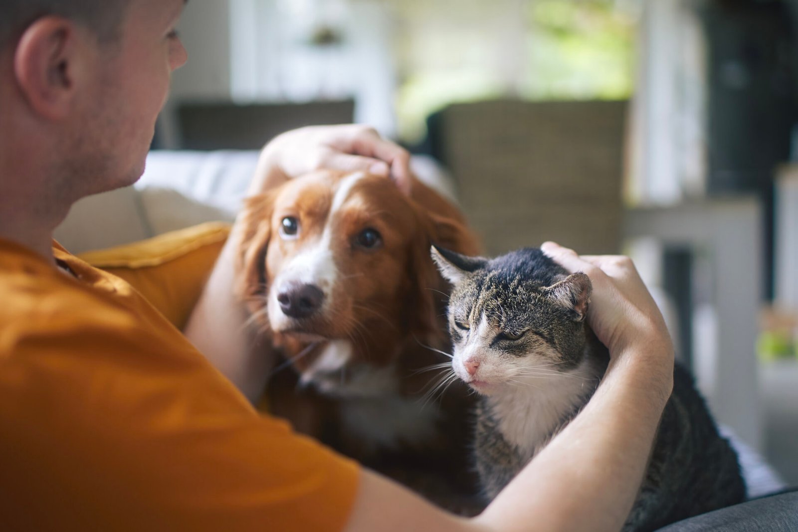 Pets como rede de apoio: o papel de cães e gatos na vida de quem vive sozinho