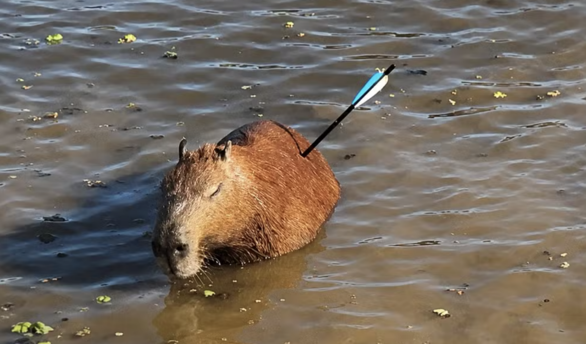 Polícia investiga morte de capivara atingida por flecha na Represa Guarapiranga em São Paulo