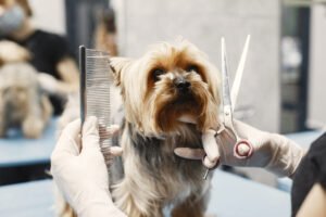 Tosadores desempenham papel fundamental na saúde e bem-estar animal