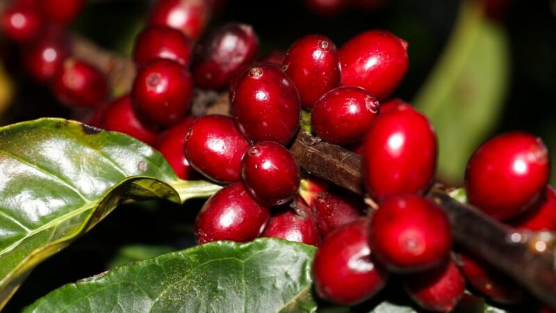 Isenções de Tarifas dos EUA: Aviação, Café e Carne Escapam do Tarifaço