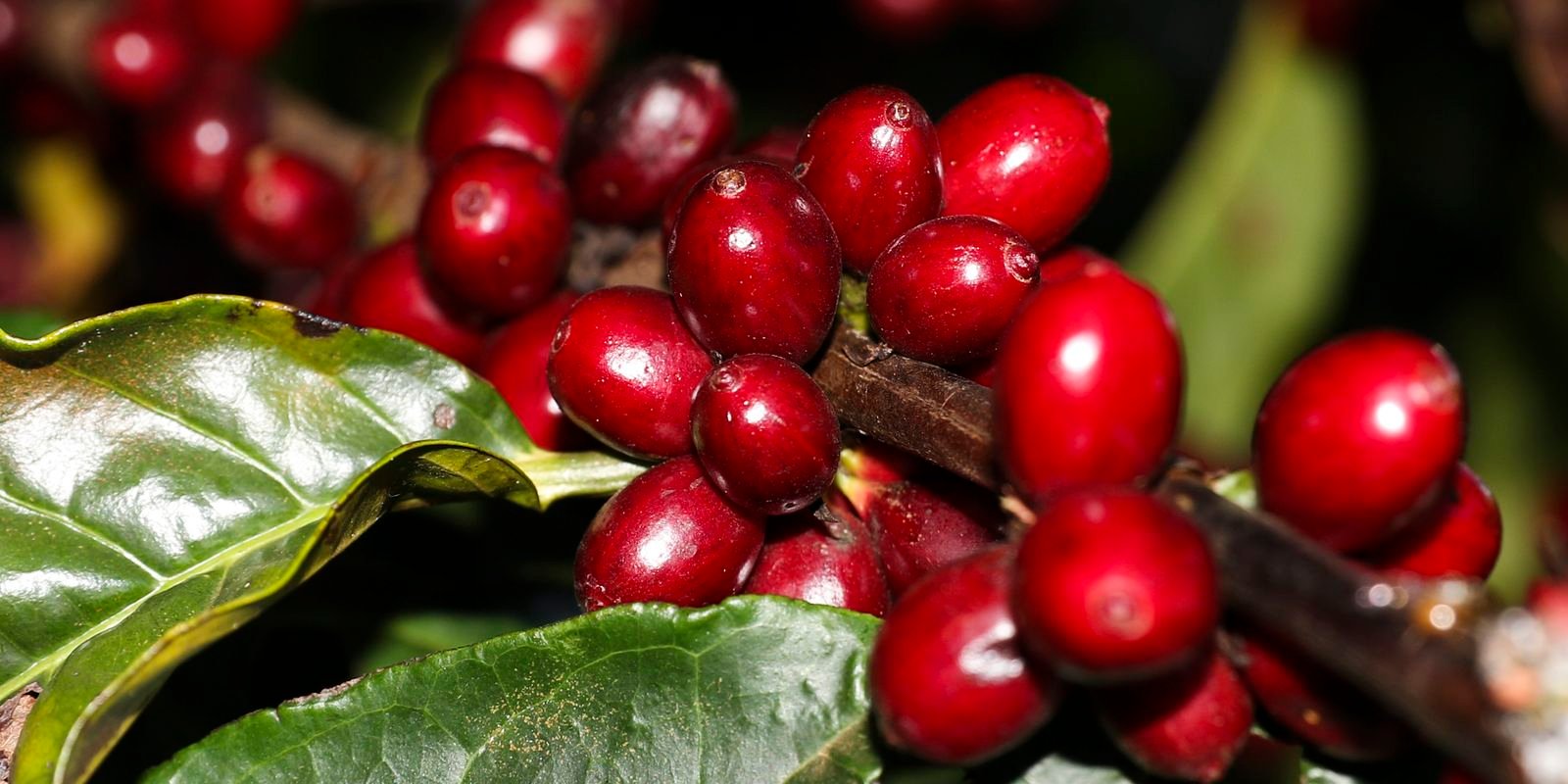 Isenções de Tarifas dos EUA: Aviação, Café e Carne Escapam do Tarifaço