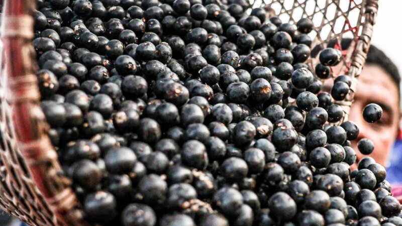 China Facilita Exportação de Polpas e Frutas Congeladas do Brasil