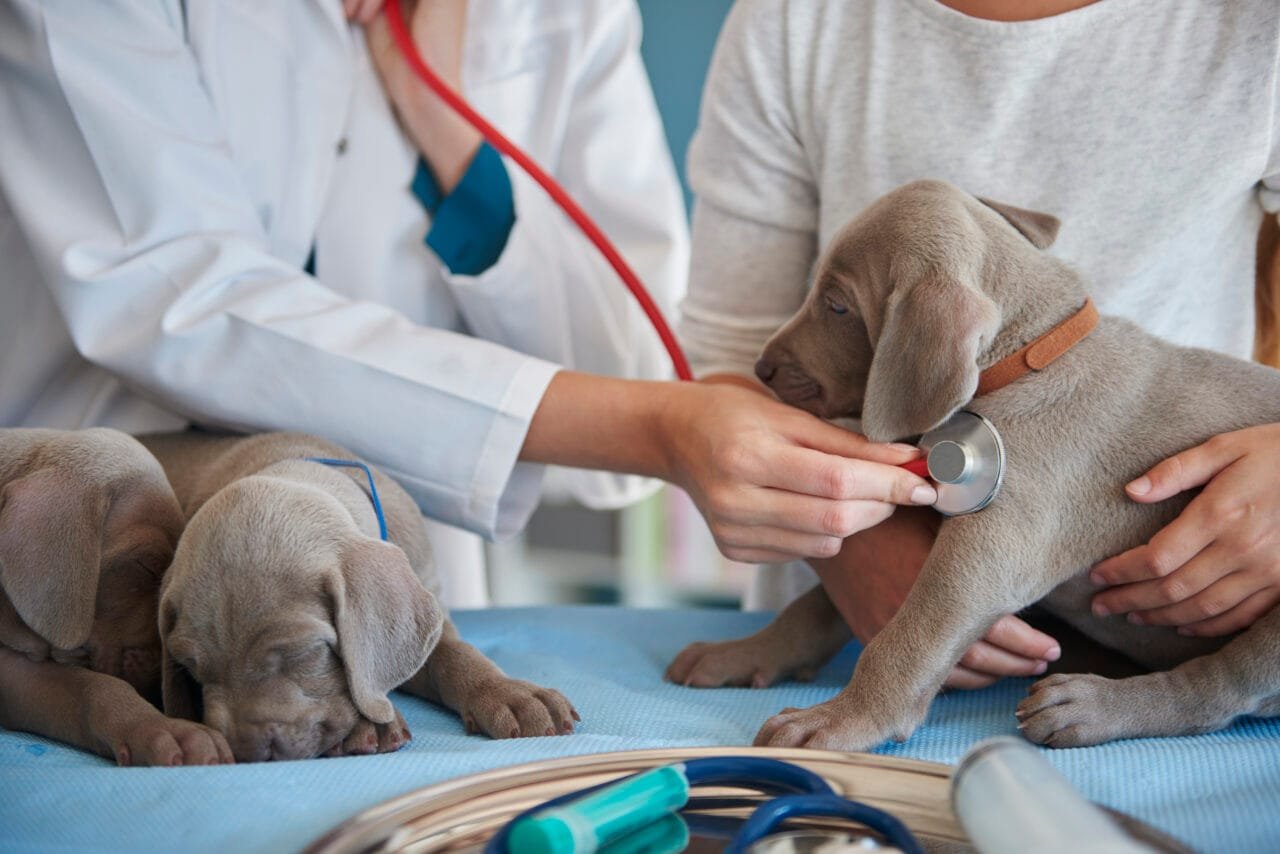 Petlove Inova com Programa que Reduz em 40% Custos de Tratamentos Veterinários