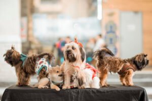 Cuidados Essenciais para Levar Seu Cão a Eventos: Dicas do Dr. Pet