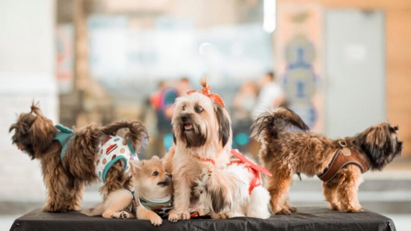 Cuidados Essenciais para Levar Seu Cão a Eventos: Dicas do Dr. Pet