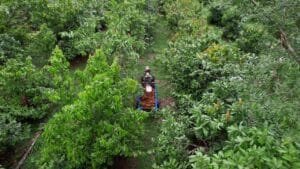 Floresta em Pé: Uma Nova Fonte de Renda para Produtores de Rondônia