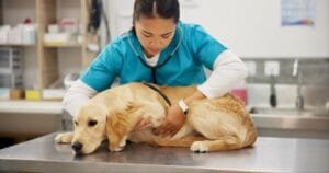 Identificando a Sepse na Prática Clínica Veterinária