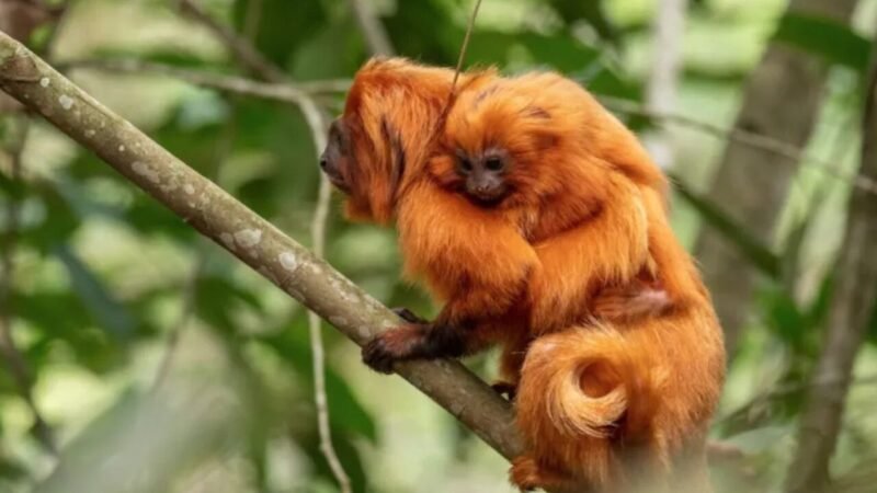 Brasil Conquista Título de Primeira ‘Área de Patrimônio da Vida Selvagem’ Terrestre do Mundo