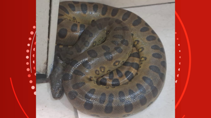 Sucuri é Resgatada em Escola de Porto Velho e Liberada na Natureza