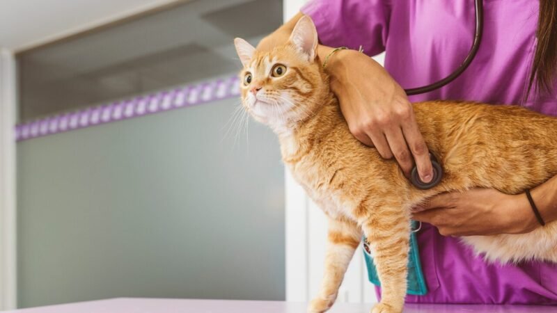 Estratégias Veterinárias: Como Espaços Dedicados a Gatos Melhoram o Atendimento